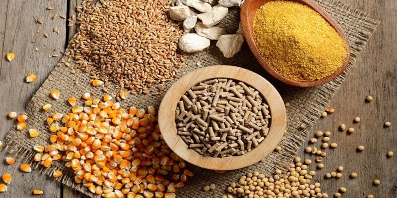 Bổ sung đầy đủ nhóm chất cho gà chiến